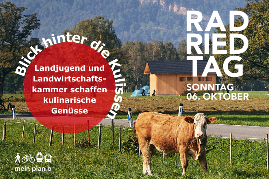 Ein Rind steht auf der Wiese neben der Ried-Straße während das Ried im Zuge des Rad-Ried-Tags an diesem Tag autofrei ist