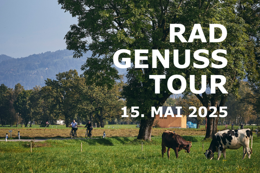 Zwei Radler:innen unterwegs auf den autofreien Straßen im Ried bei grünen Wiesen, Bäumen und blauem Himmel. Auf den Wiesen stehen zwei Kühe. 