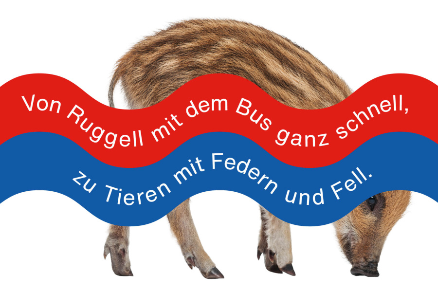 Mit dem Bus in den Wildpark